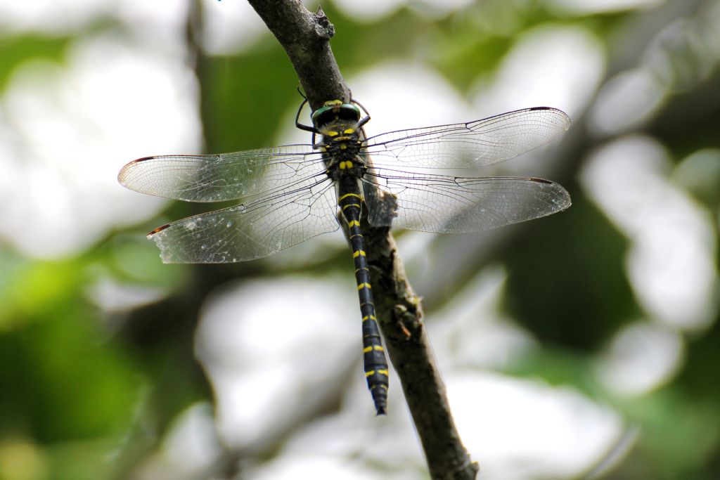 Cordulegaster boltonii